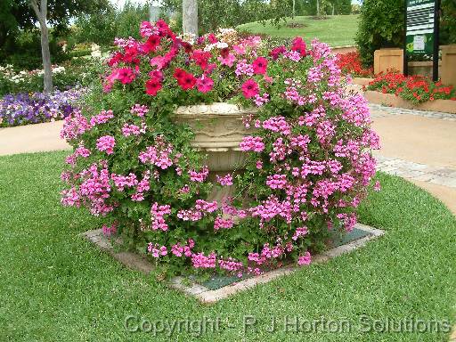 Pelargonium Urn 